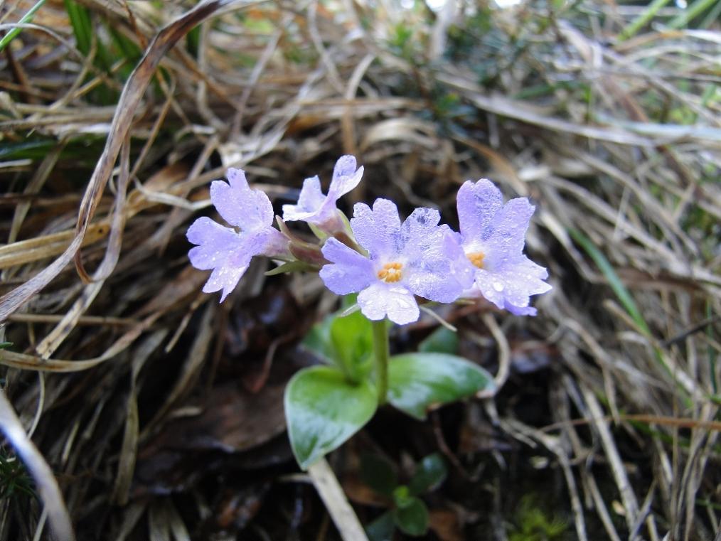 Primula albenensis / Primula del M. Alben